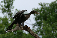 Neotropic Cormorant